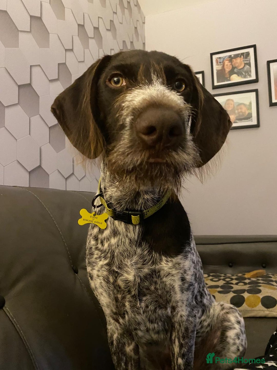 Mixed Breed dogs for sale: Male GWP X Lab - Image 1