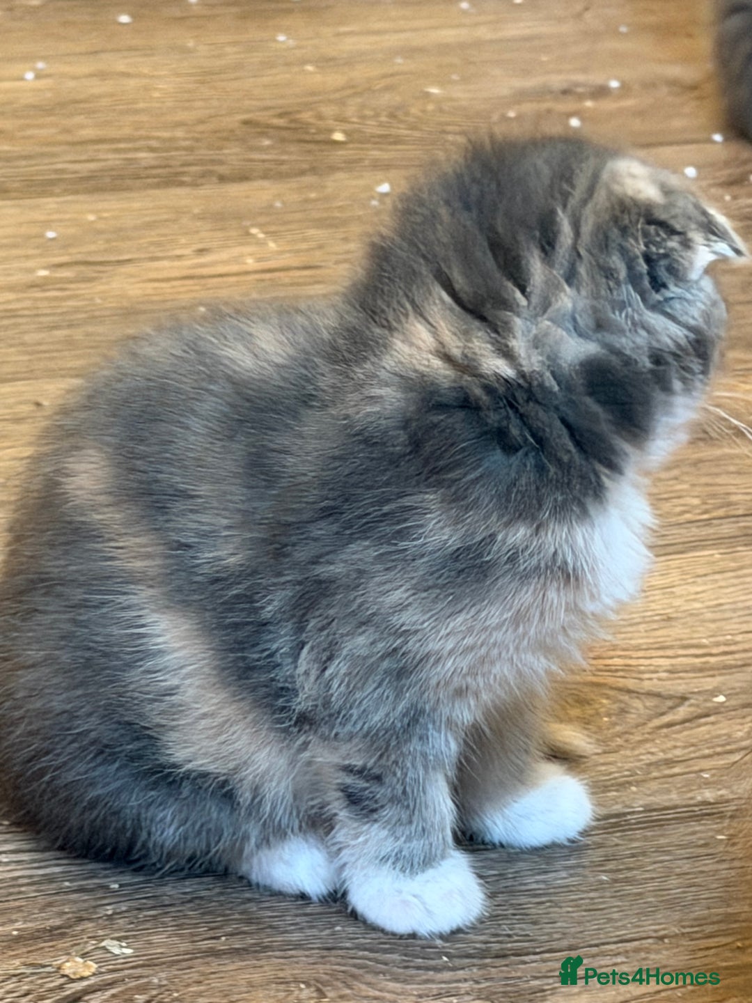 Mixed Breed cats for sale: Fold x Maine coon girls - Advert 13