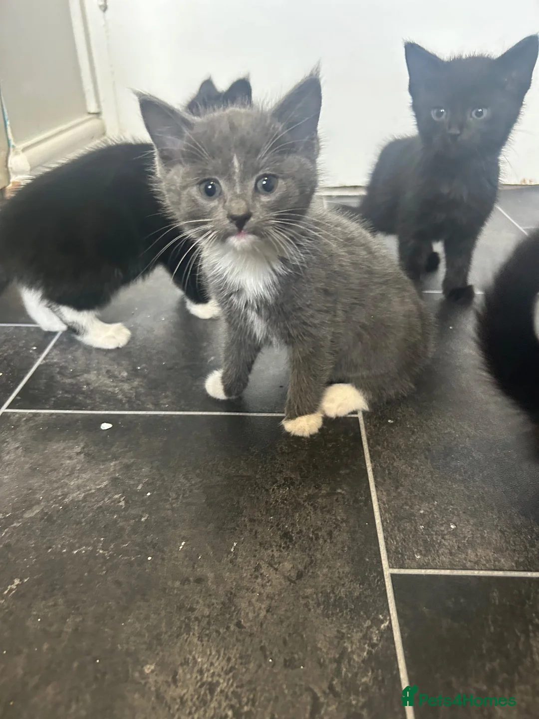 Mixed Breed cats for sale: looking for their forever home  - Advert 9