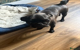 Pug dogs for sale: Fawn male pug - Image 4