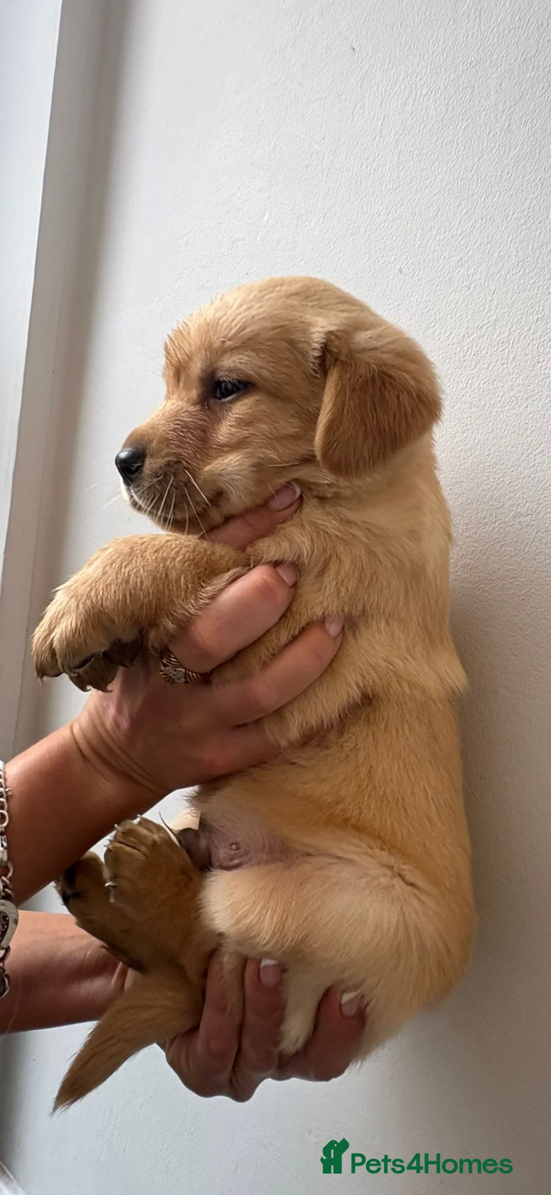 Labrador Retriever dogs for sale: Labrador pups - Advert 7