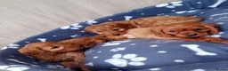 Cockapoo dogs for sale: Stunning red cockapoo/cavapoo puppies  in Coventry - Advert 13