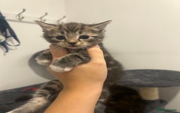 Bengal cats for sale: 7 bengal cross kittens  - Image 11