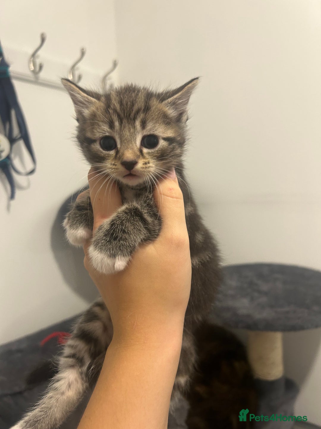 Bengal cats for sale: 7 bengal cross kittens  - Image 11