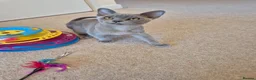 Burmese cats for sale: Gorgeous Blue Male Burmese Kitten - Advert 10