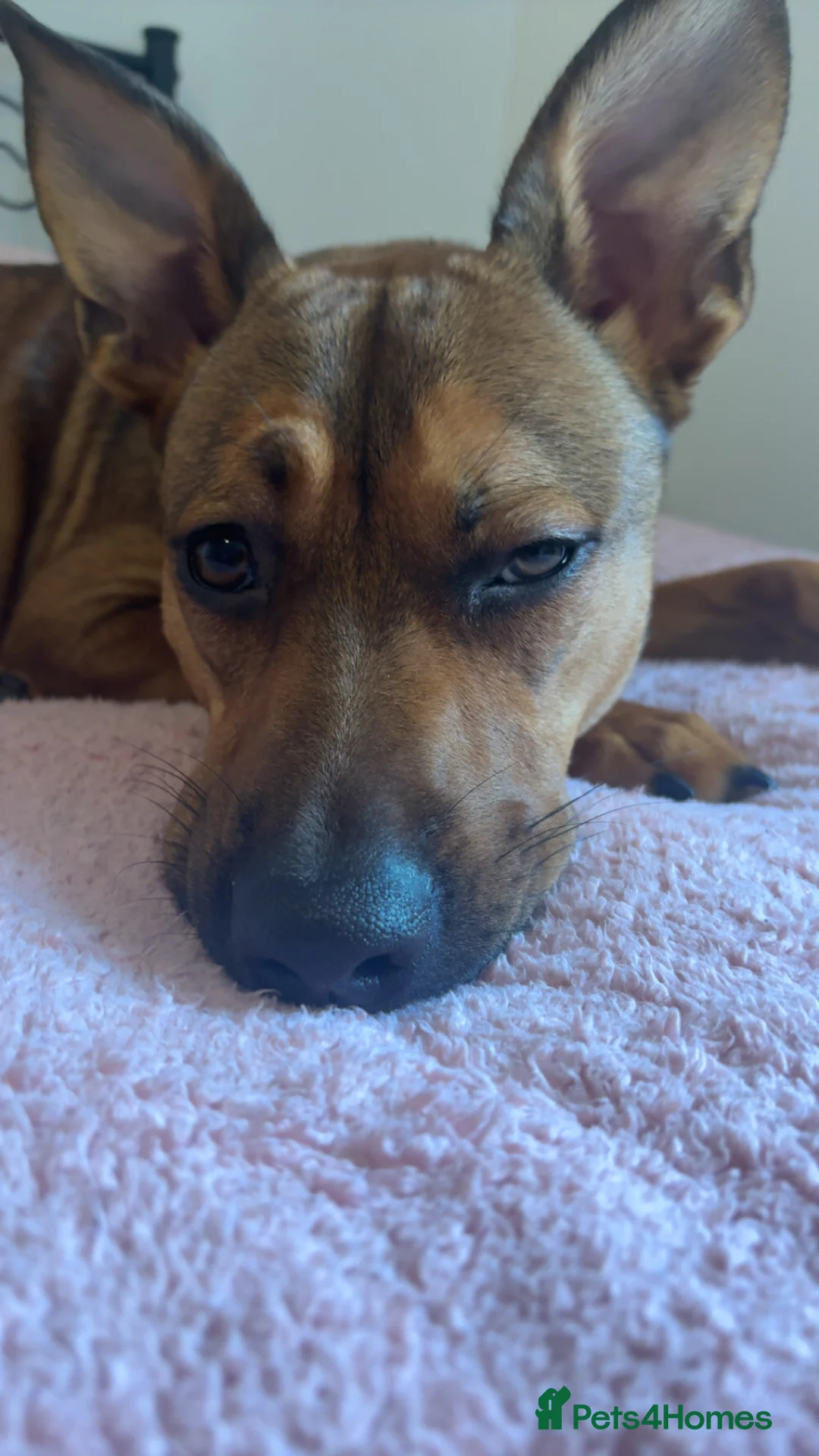 Mixed Breed dogs for sale: NOVA FREE - Advert 1