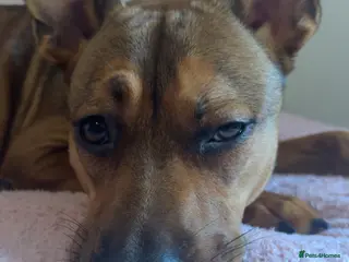 Mixed Breed dogs NOVA FREE - Advert 10