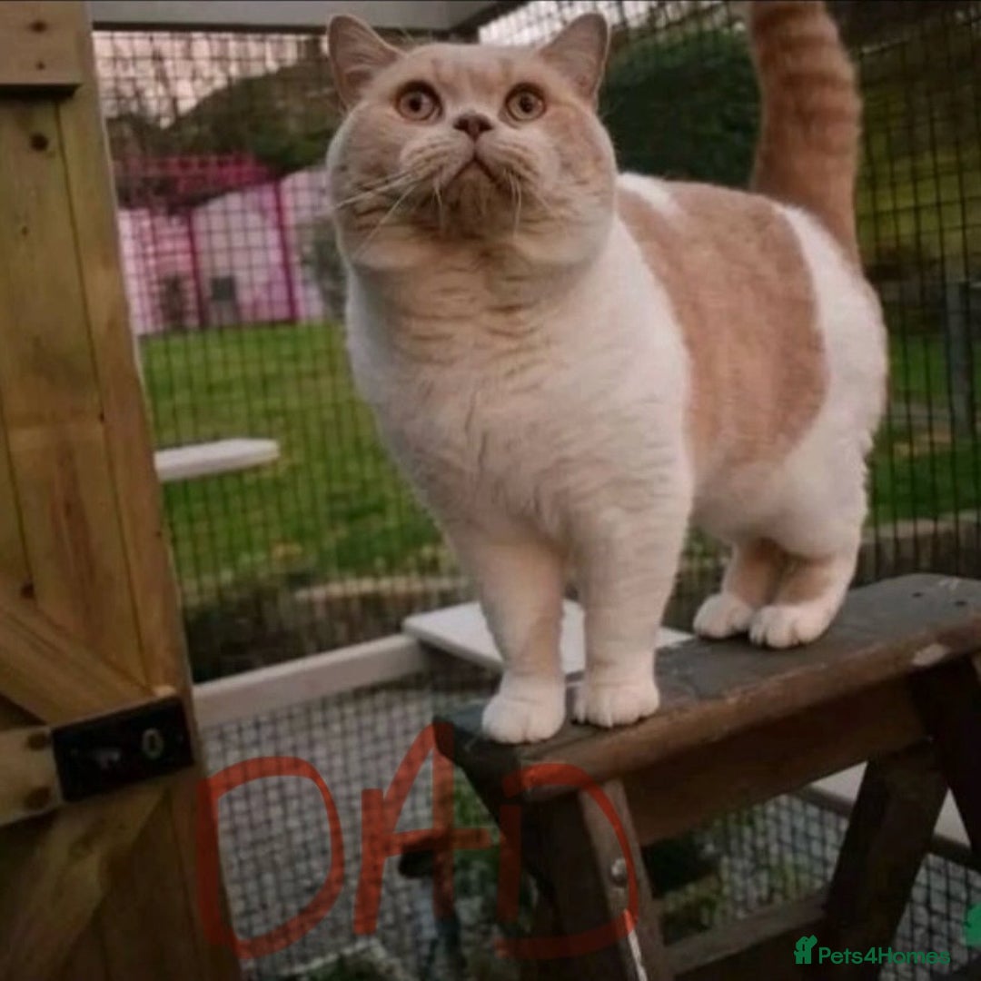 British Shorthair cats for sale: BEAUTIFUL BRITISH SHORT AND LONG HAIR KITTENS - Image 16