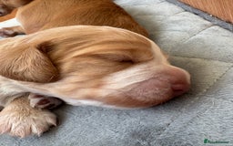 Cocker Spaniel dogs for sale: Cocker Spaniel Puppies  - Image 24