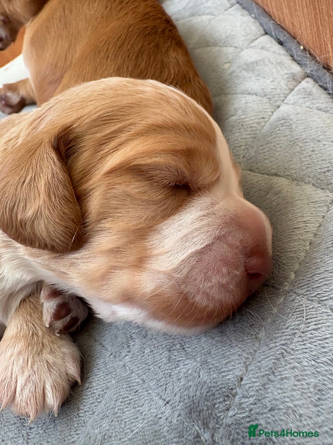 Cocker Spaniel dogs for sale: Cocker Spaniel Puppies  - Image 24