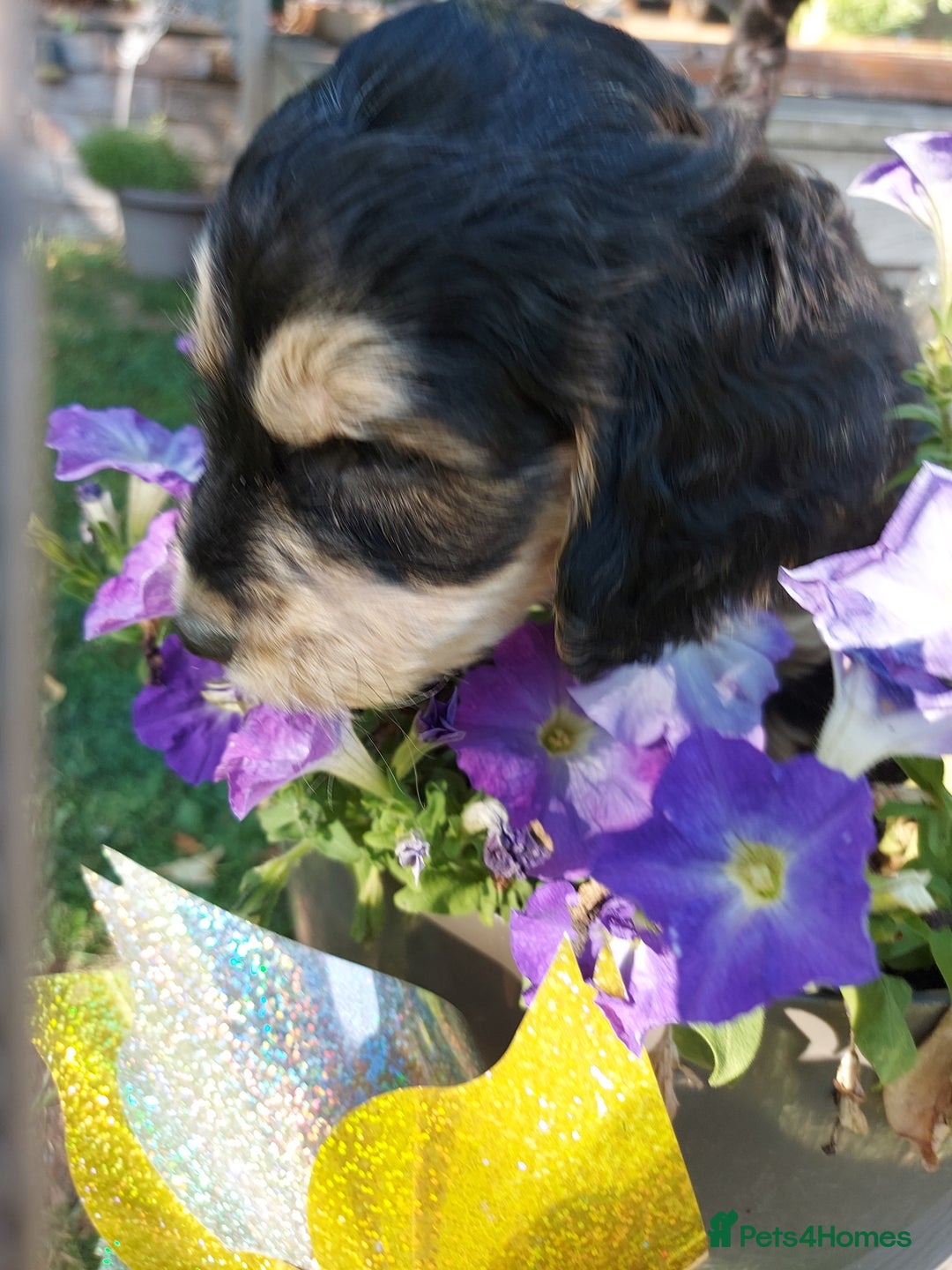 Mixed Breed dogs for sale: Labradoodle Pups for sale - Image 6