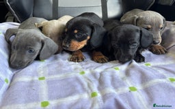 Dachshund dogs for sale: GORGEOUS KC REG STANDARD MALE PUPS  - Advert 6