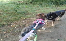 Mixed Breed dogs for sale: Husky x Labrador Retriever - Image 12