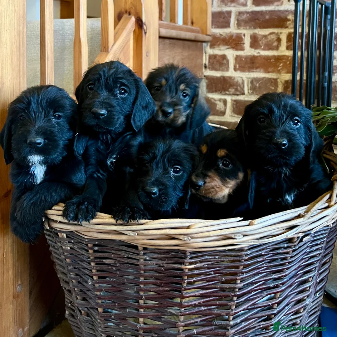 Mixed Breed dogs for sale: Brilliant Bold Working Cocker x Teckel Puppies! - Advert 2
