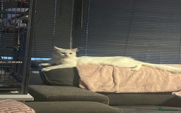 Maine Coon cats for sale: Stunning Maine coon kittens  - Image 5