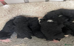 Bernedoodle dogs for sale: STUNNING DNA CLEAR F1 BERNEDOODLES - Image 9