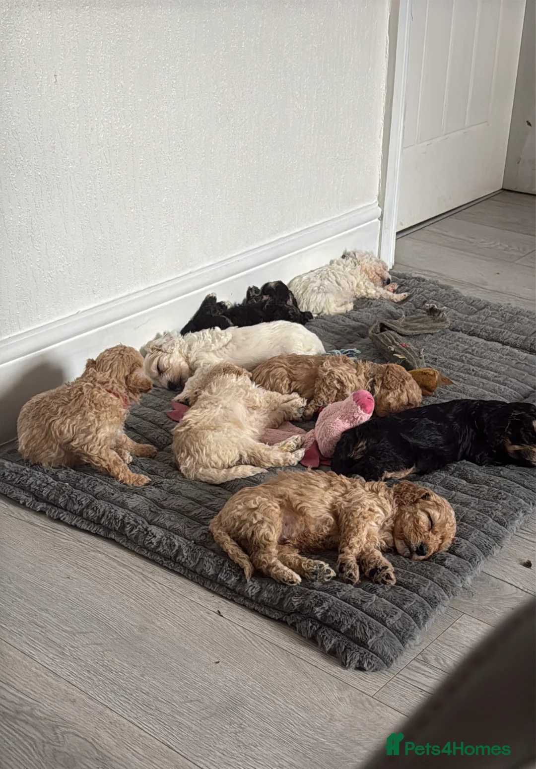 Mixed Breed dogs for sale: 8 Beautiful Cavapoochon Puppies in Bacup - Advert 20