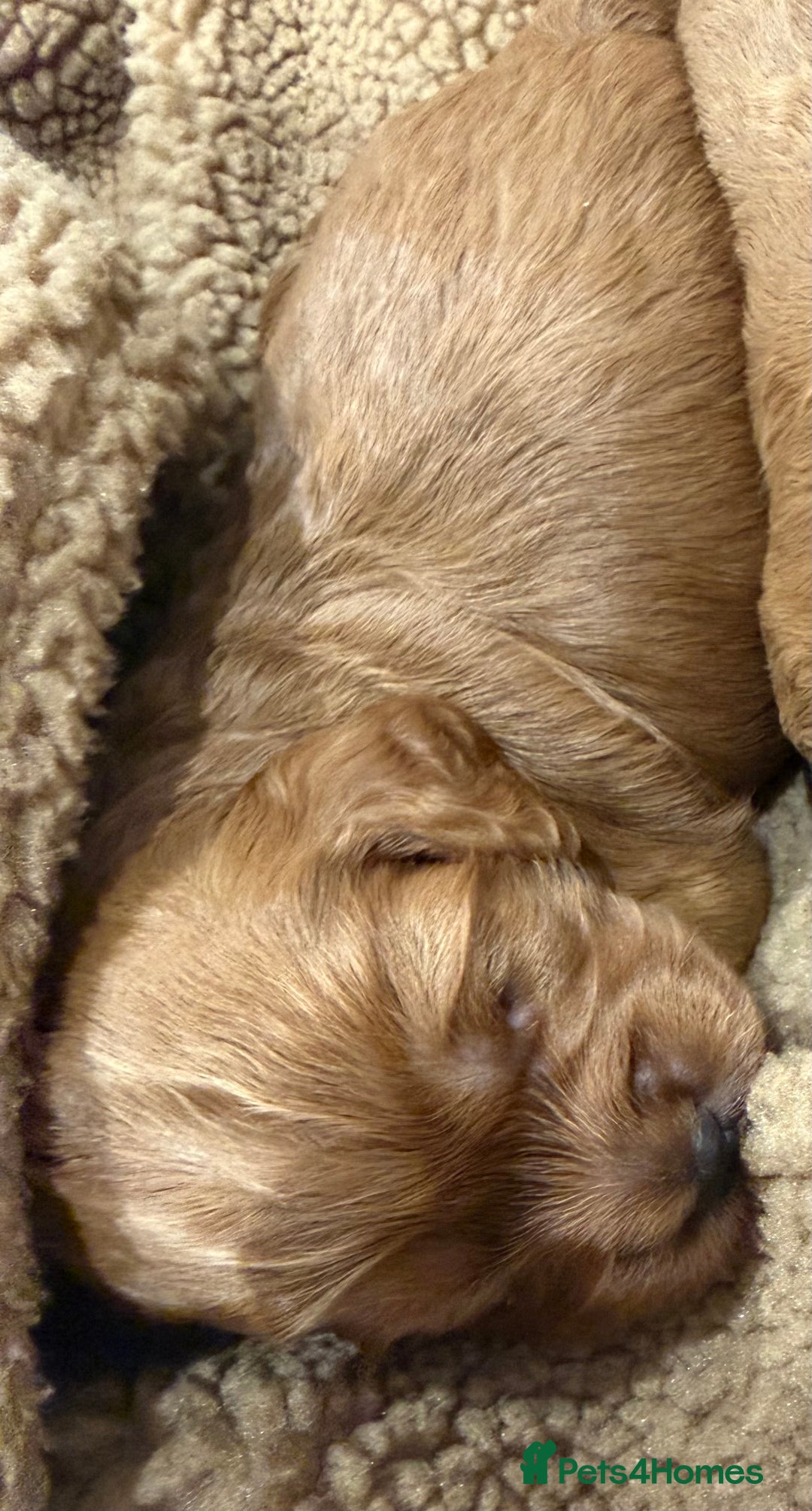 Cockapoo dogs for sale: Fox red F1 cockapoos  - Advert 6
