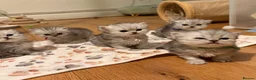 British Shorthair cats for sale: Last boy!! British longhair 🩶Ready to go 19/06 - Advert 7