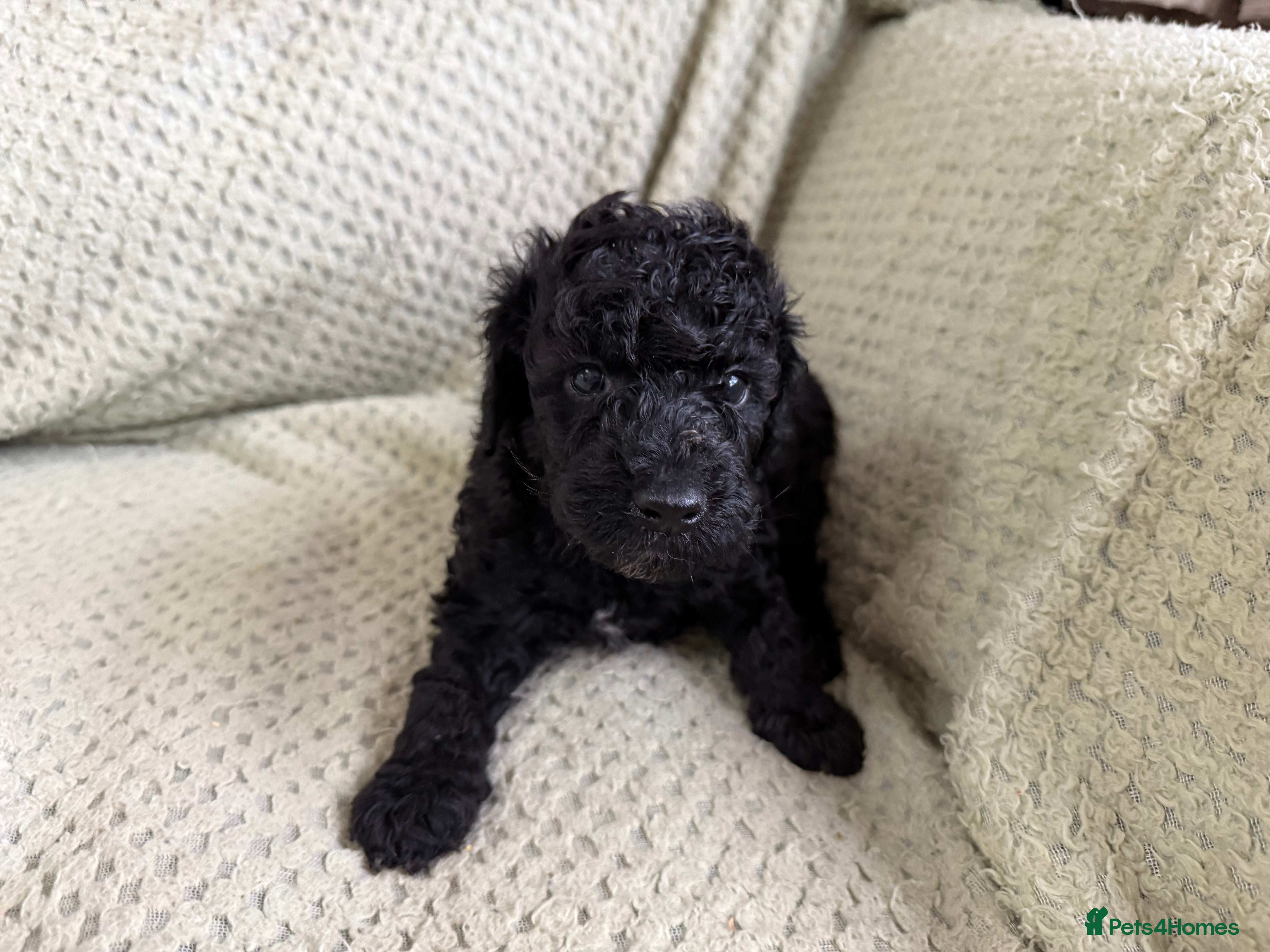 Cockapoo dogs F1b Cockapoo puppies 1 girl remaining - Advert 11