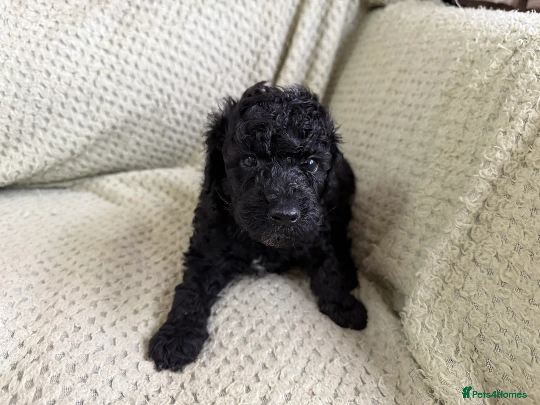 Cockapoo dogs for sale: F1b Cockapoo puppies 1 girl remaining - Advert 3