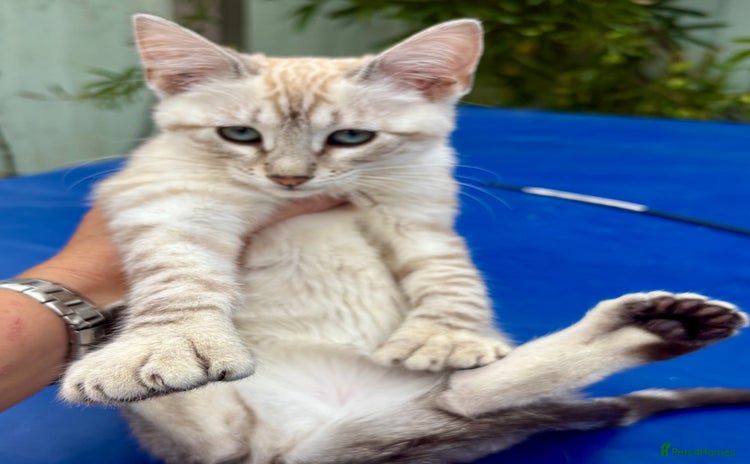 Savannah cats - Advert 1