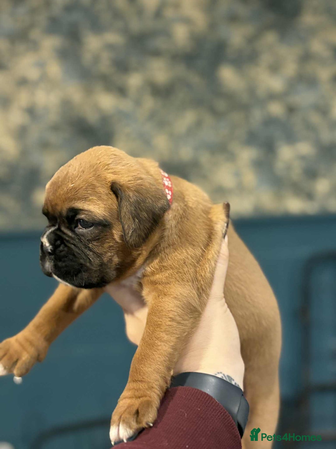 Boxer dogs for sale: ** 1 left*Beautiful bobtail & longtail kc boxer  - Advert 25