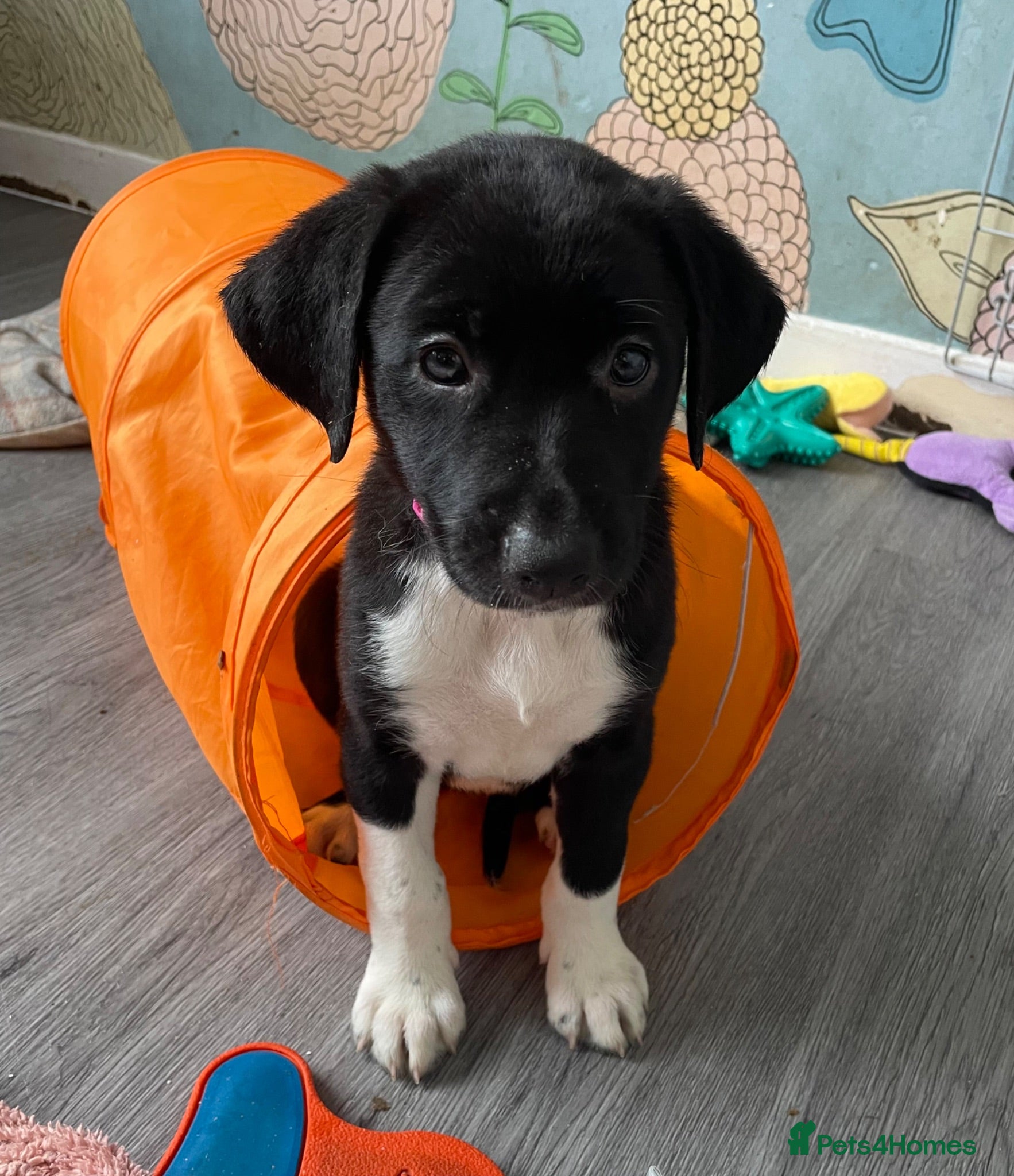 Mixed Breed dogs 5xBeautiful mixed breed puppies. DNA profile added - Advert 2