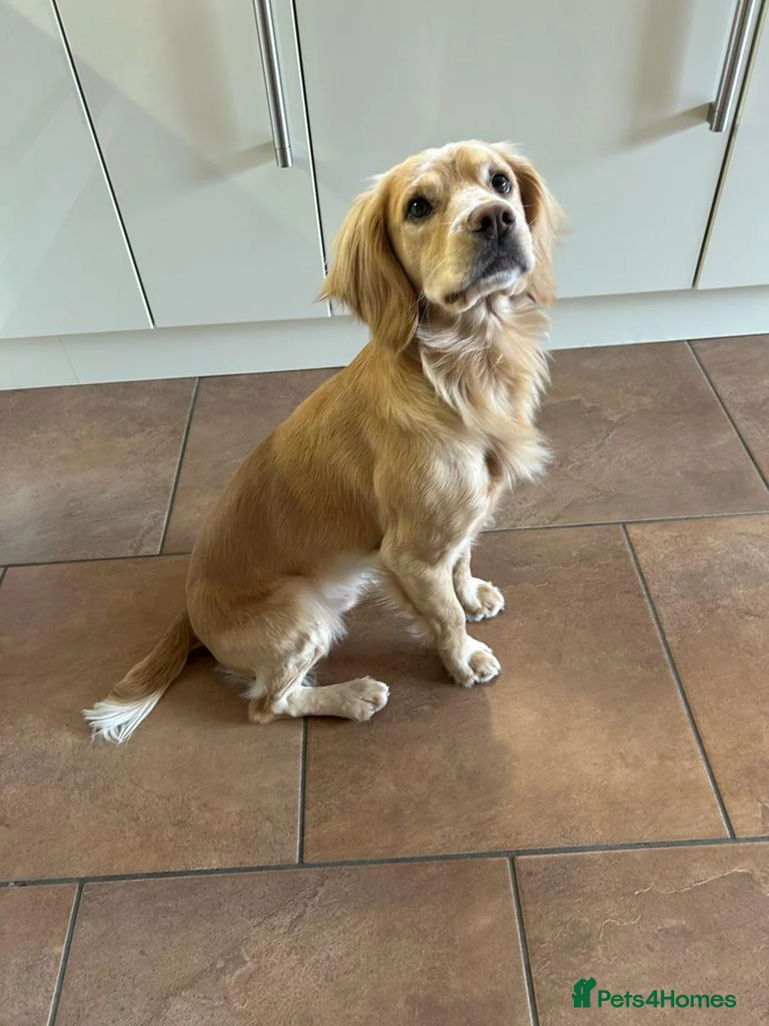 Cocker Spaniel dogs for stud: Proven Working Cocker Spaniel stud - KC Registered in Cockermouth - Advert 4