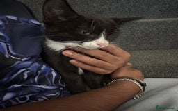 Mixed Breed cats for sale: Beautiful Kittens for sale - Image 6