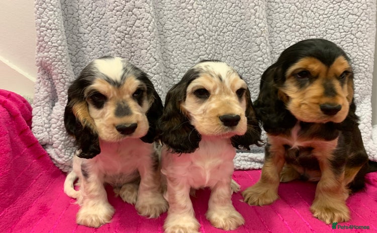 Cocker Spaniel dogs in Abergele - Advert 3