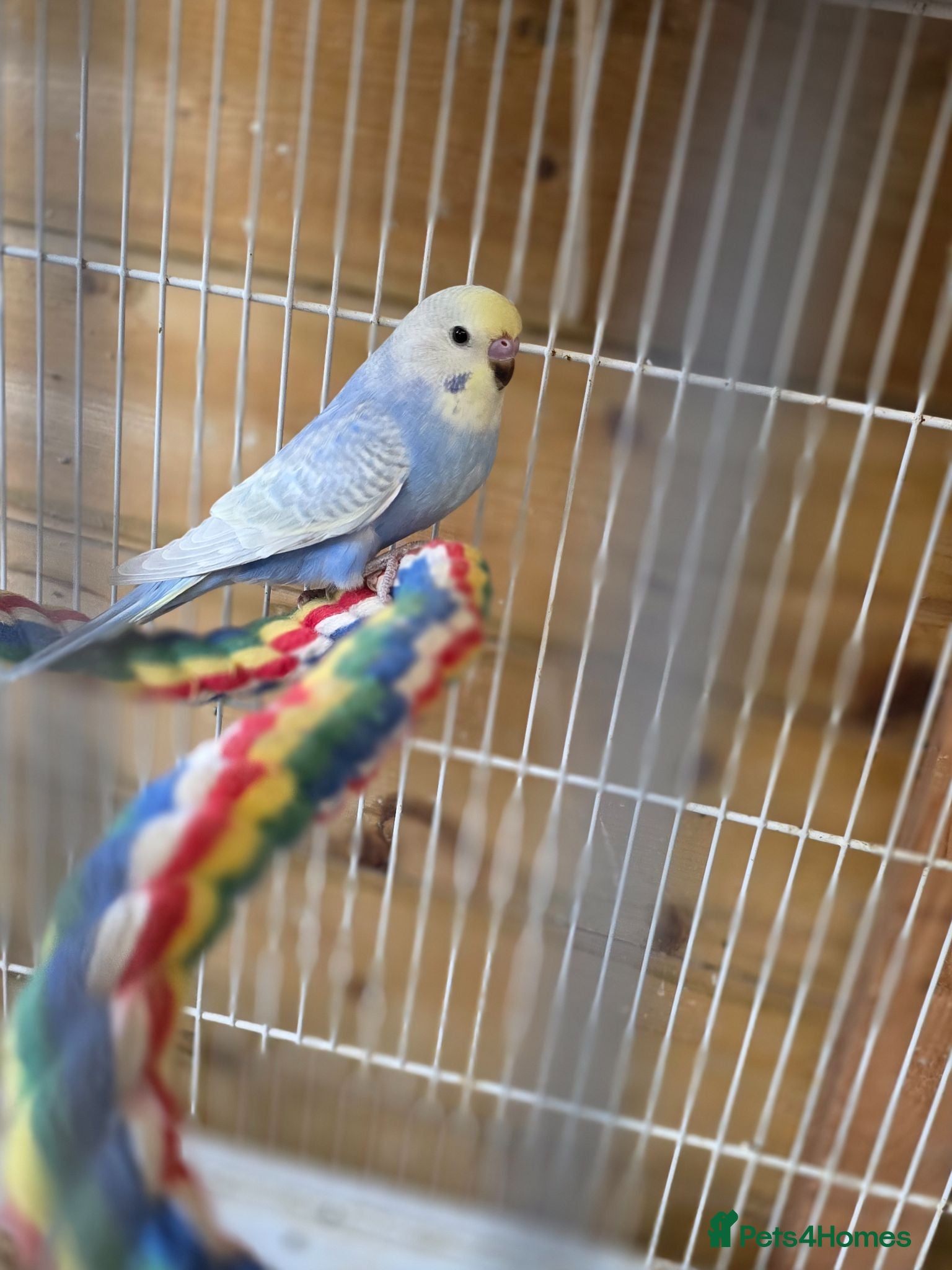 Budgerigars birds Gorgeous Baby Budgies  - Advert 10