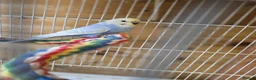 Budgerigars birds for sale: Gorgeous Baby Budgies  - Advert 1