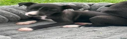 Whippet dogs for sale: 6 STUNNING WHIPPET PUPPIES - Advert 16