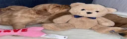 Golden Retriever dogs for sale: Gorgeous red golden retriever puppies  - Advert 16