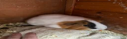Guinea Pig rodents for sale: Mixed Guinea pigs  in Sunderland - Advert 2