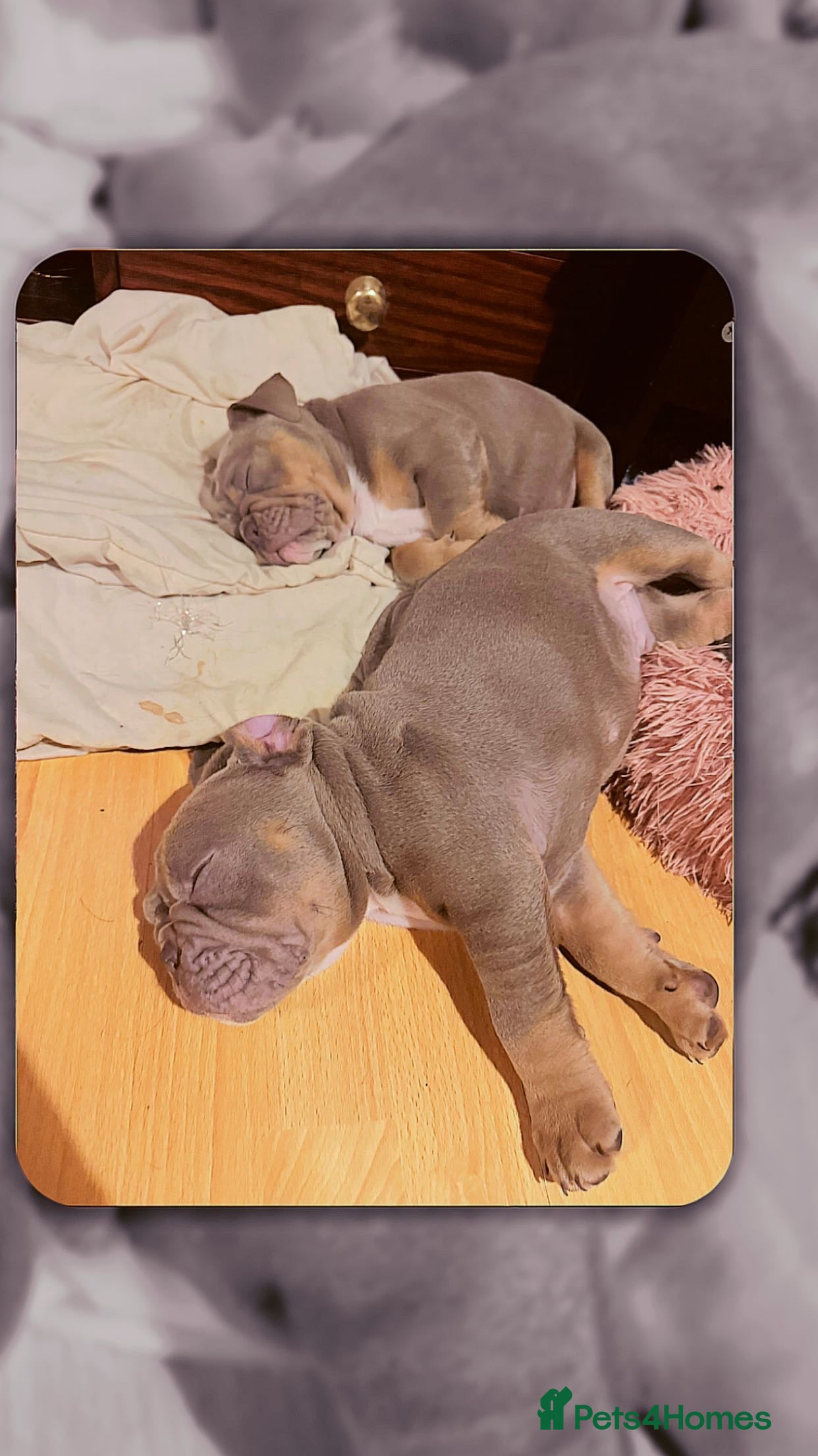 English Bulldog dogs English Bulldog - ready on 10th January - Advert 14