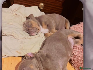 English Bulldog dogs English Bulldog - ready on 10th January - Advert 14