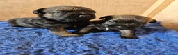 Border Terrier dogs for sale: Border terrier puppy's  in Leek - Advert 2