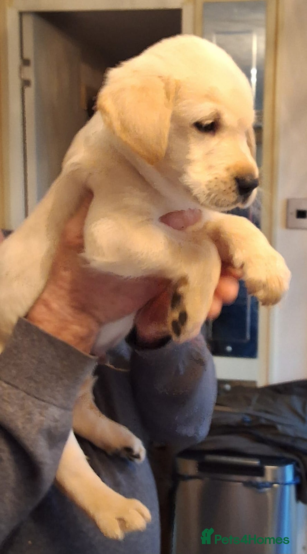 Goldador dogs for sale: Goldador puppies  - Advert 19