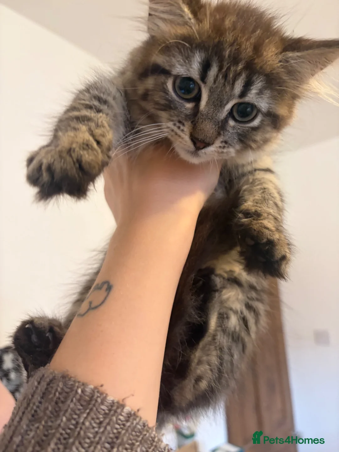 Siberian cats for sale: Two Siberian girls!! - Advert 2