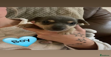 Jack Russell dogs Miniature Jack Russell Puppies   - Advert 14