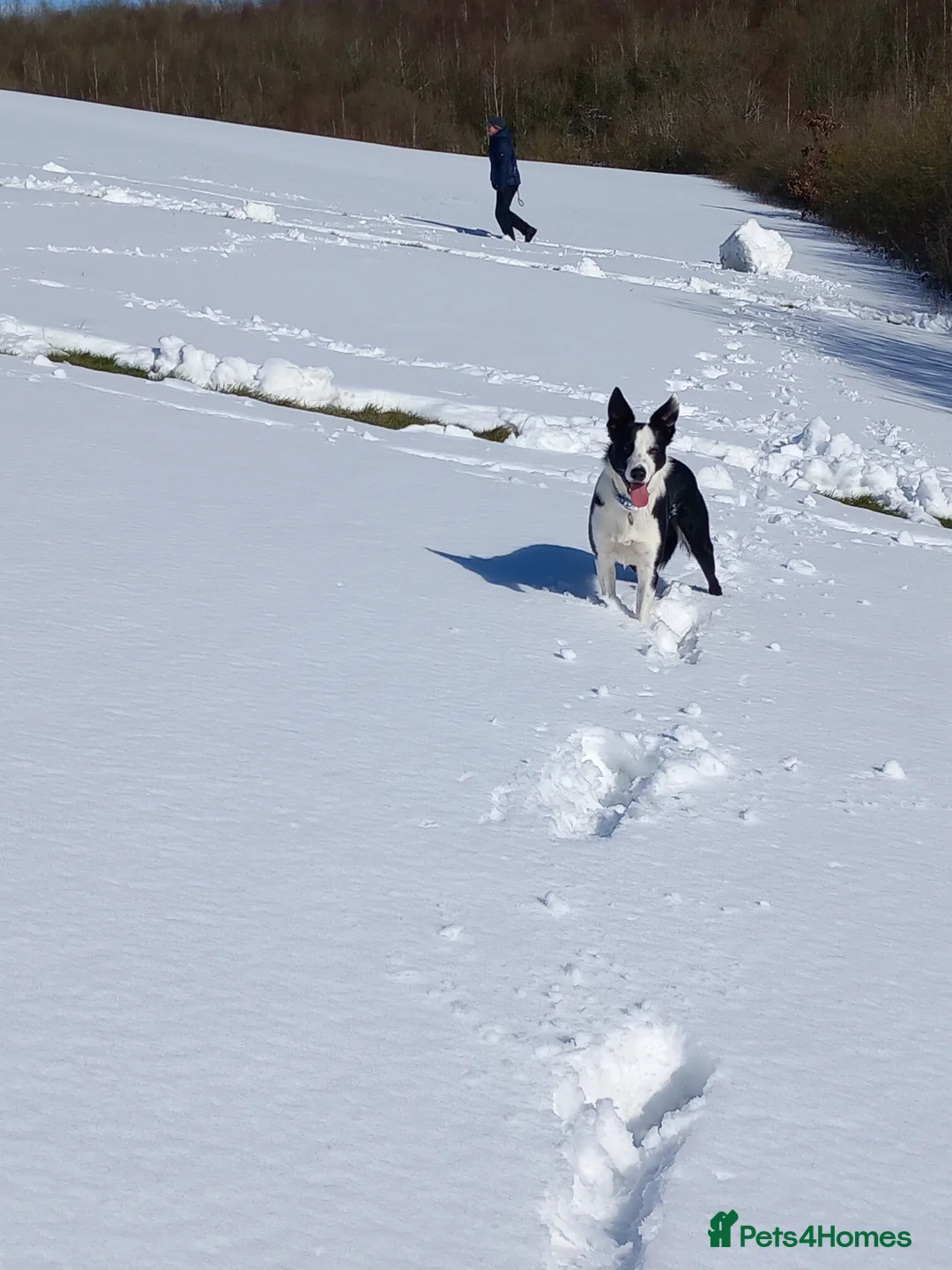 Border Collie dogs for stud: Milo for stud (PROVEN) in Chesterfield - Advert 2