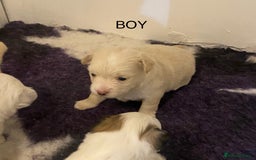 Mixed Breed dogs for sale: Stunning 3/4 Chihuahua puppies  - Image 3
