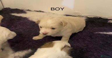 Mixed Breed dogs - Advert 8