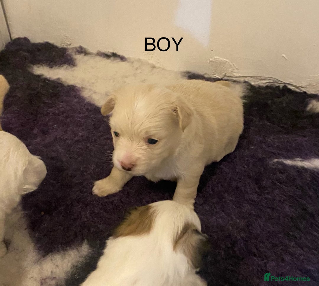 Mixed Breed dogs for sale: Stunning 3/4 Chihuahua puppies  - Image 3