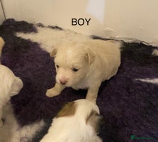 Mixed Breed dogs - Advert 3