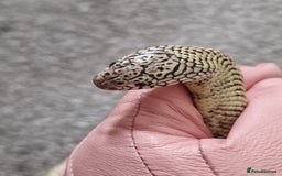 King Snake reptiles for sale: Hypo Florida Kingsnake, Male Adult - Image 3