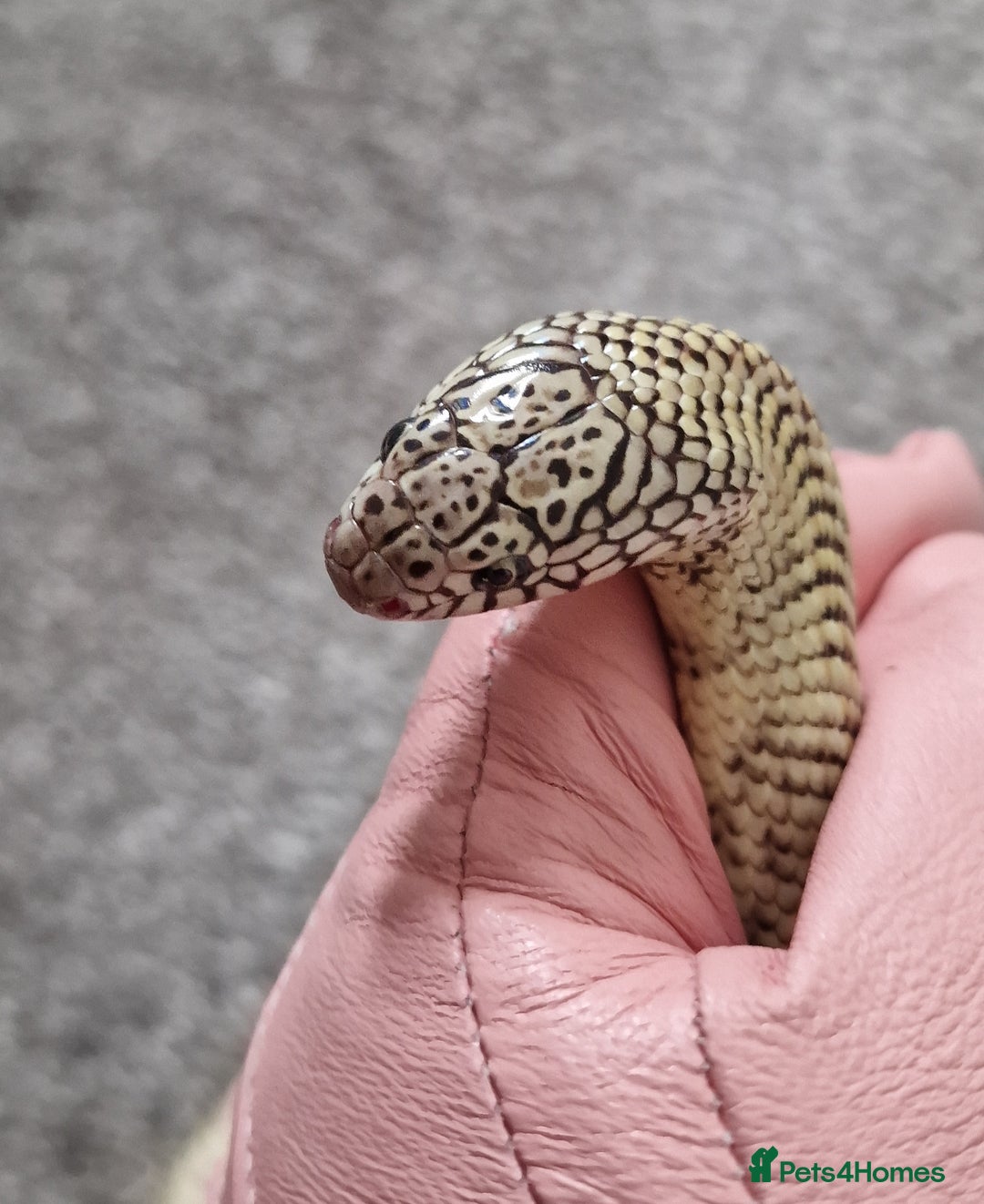 King Snake reptiles for sale: Hypo Florida Kingsnake, Male Adult - Image 3