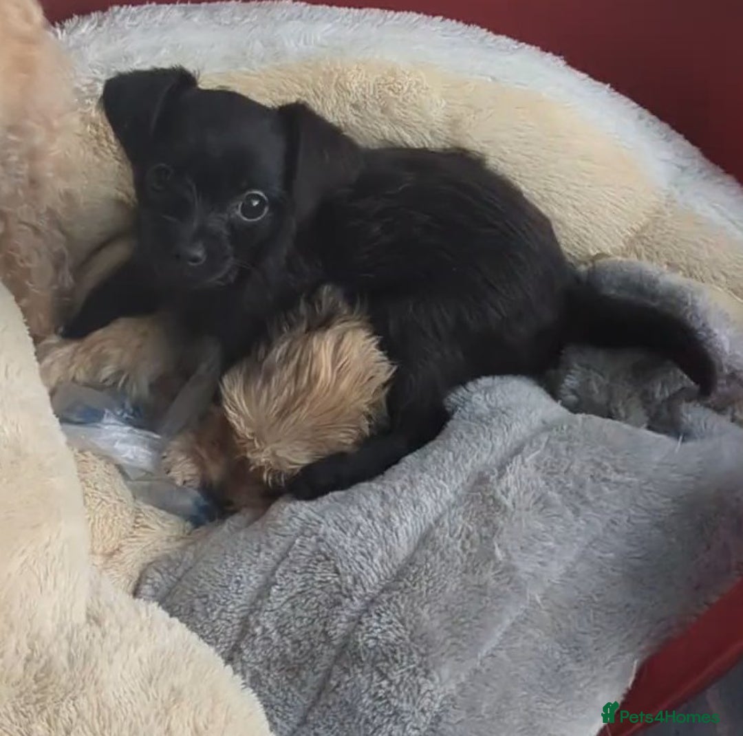 Chipoo dogs for sale: Non shed, health tested  chipoo girl - Advert 14